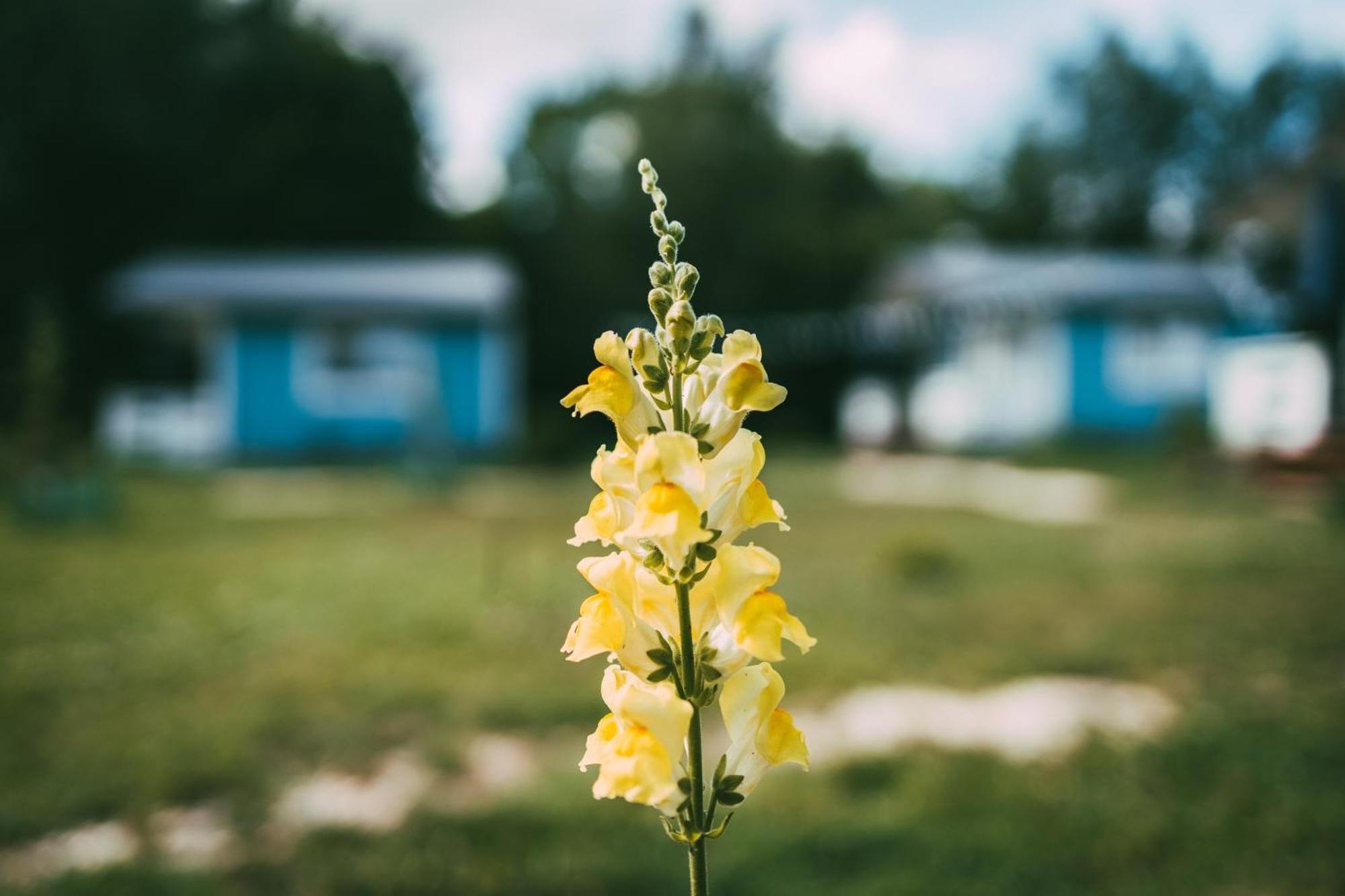 Domek Caloroczny Na Wylacznosc Niebieska Osada Nad Gorskim Potokiem Stary Waliszow Eksteriør bilde